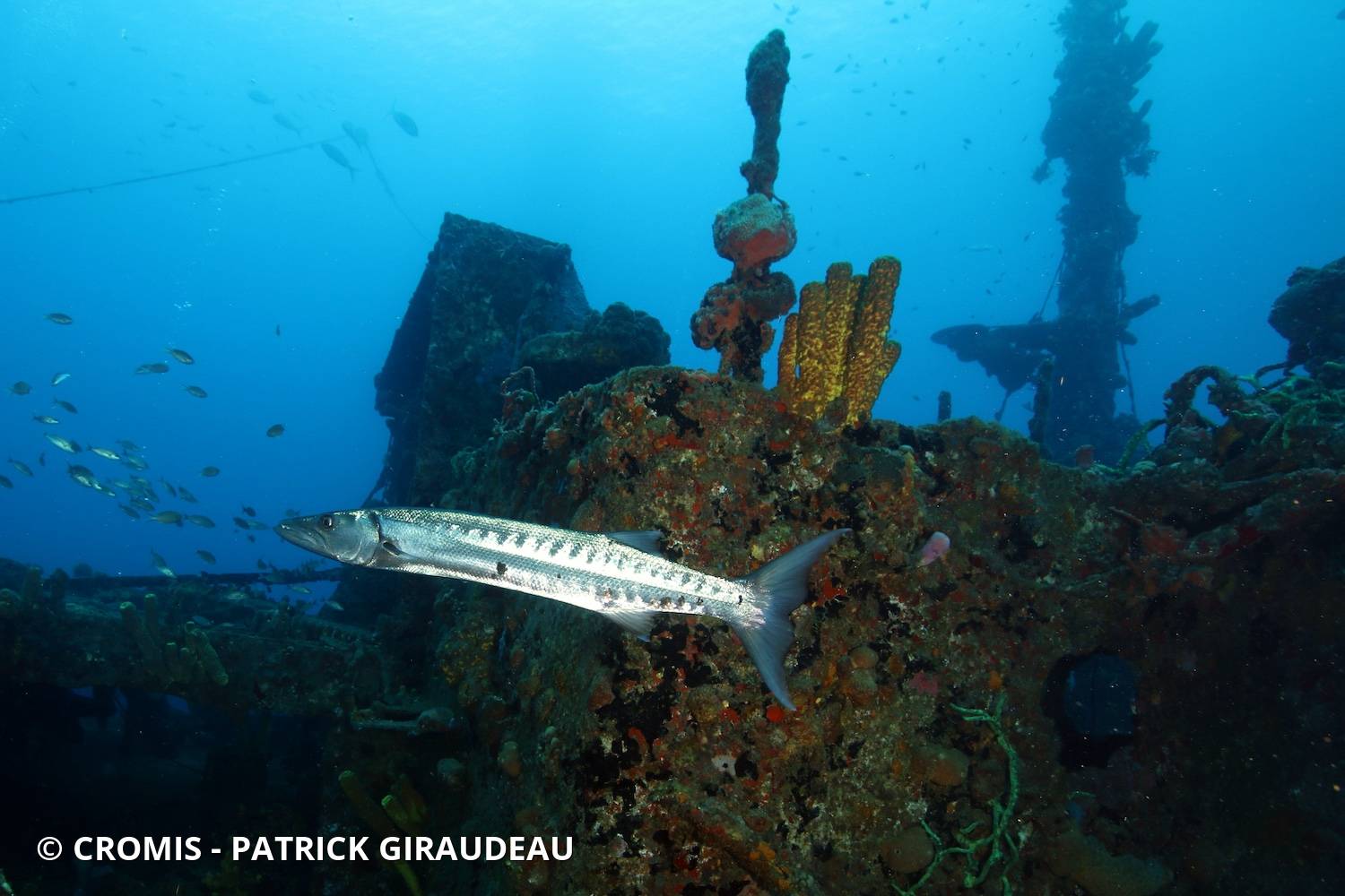 Grand barracuda
