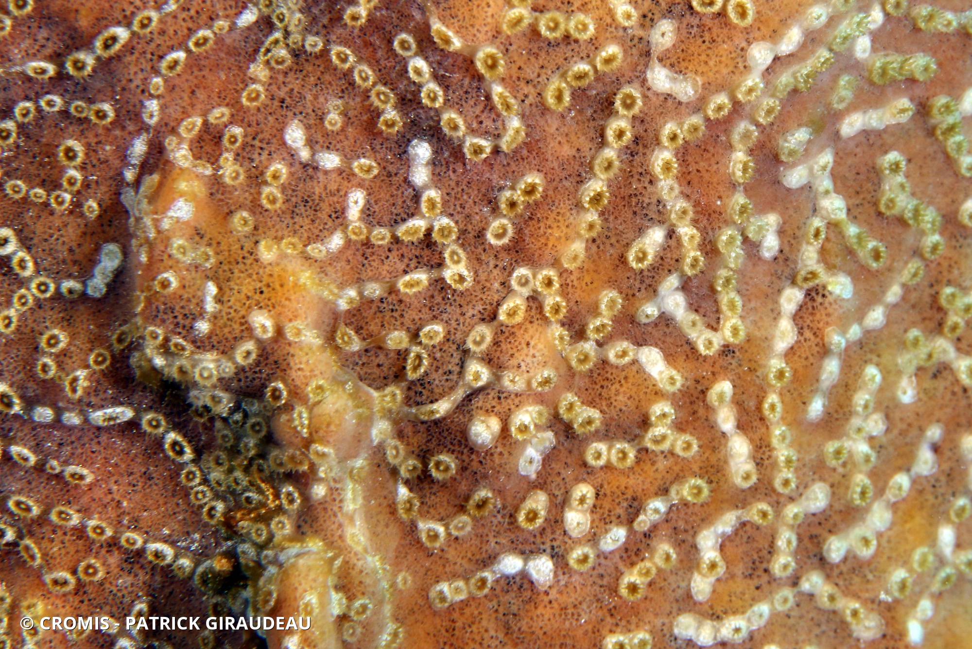 Zoanthaire éponge en chaînette