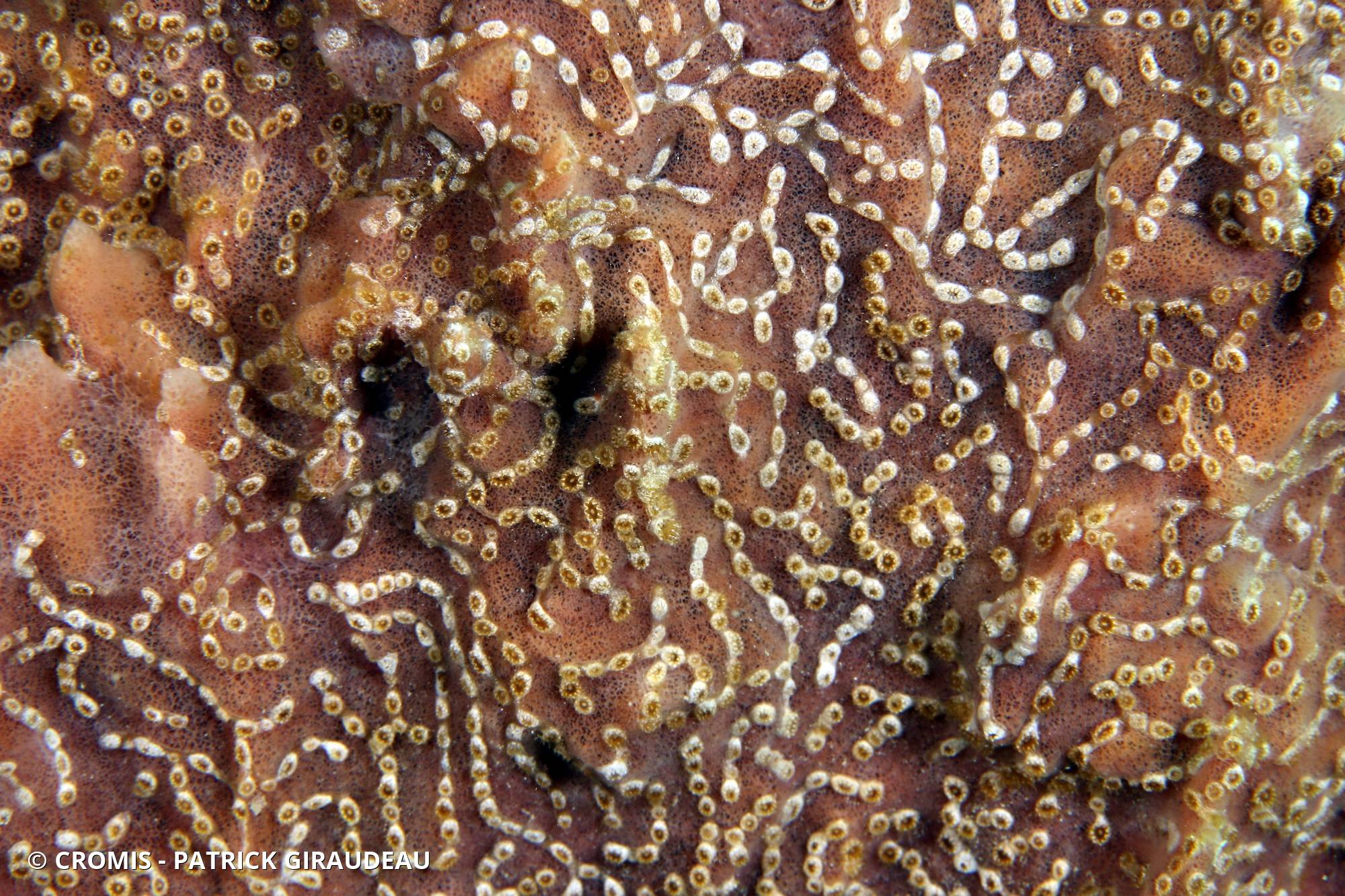 Zoanthaire éponge en chaînette