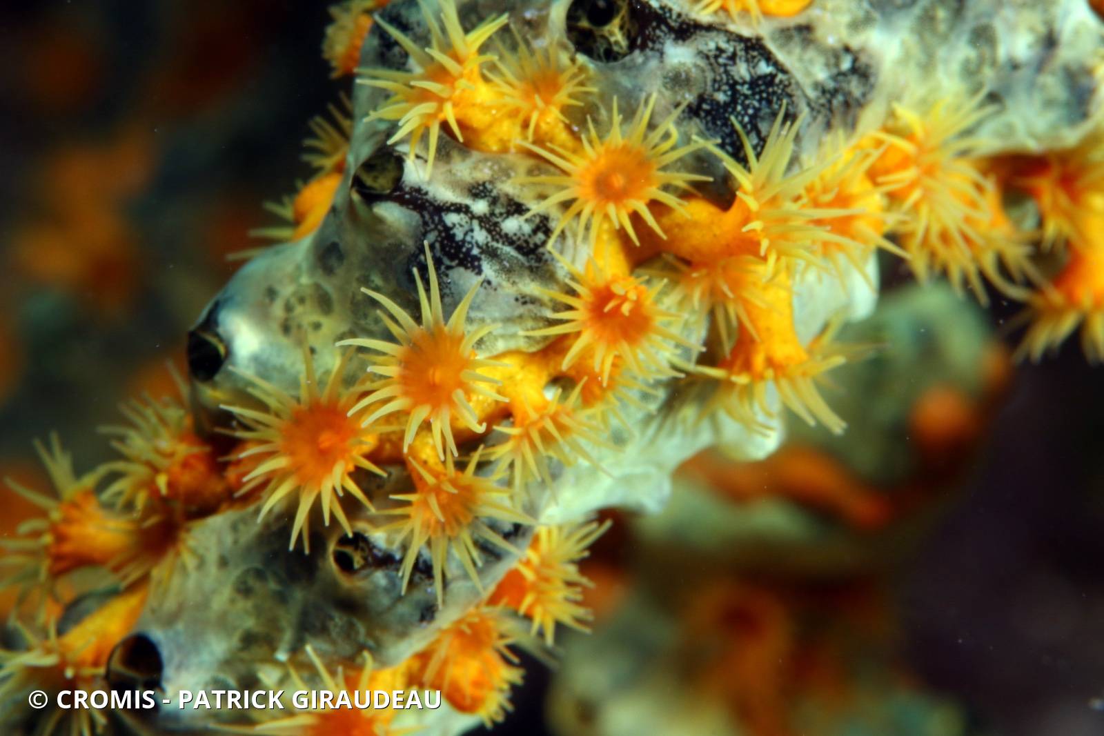 Zoanthaire éponge doré