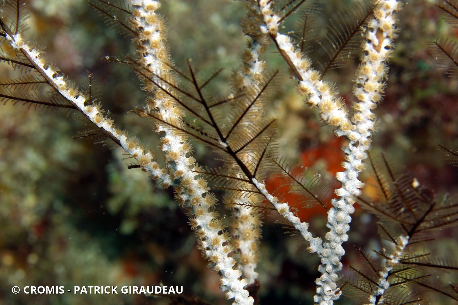 Zoanthaires des Hydraires