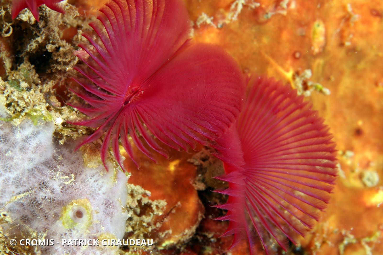 Sabelle fendue