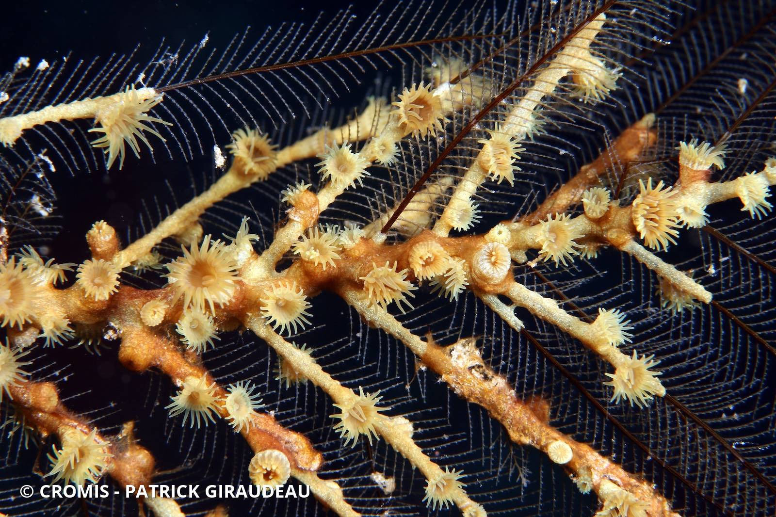 Zoanthaires des Hydraires