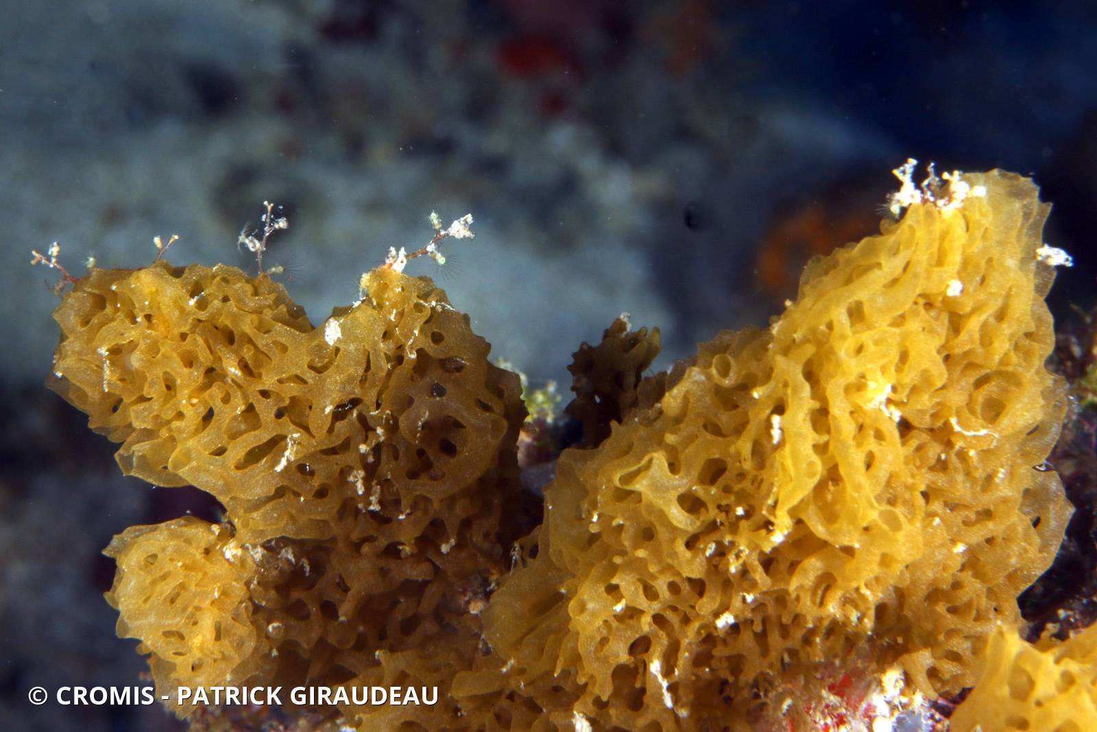 Clathrine jaune des Caraïbes