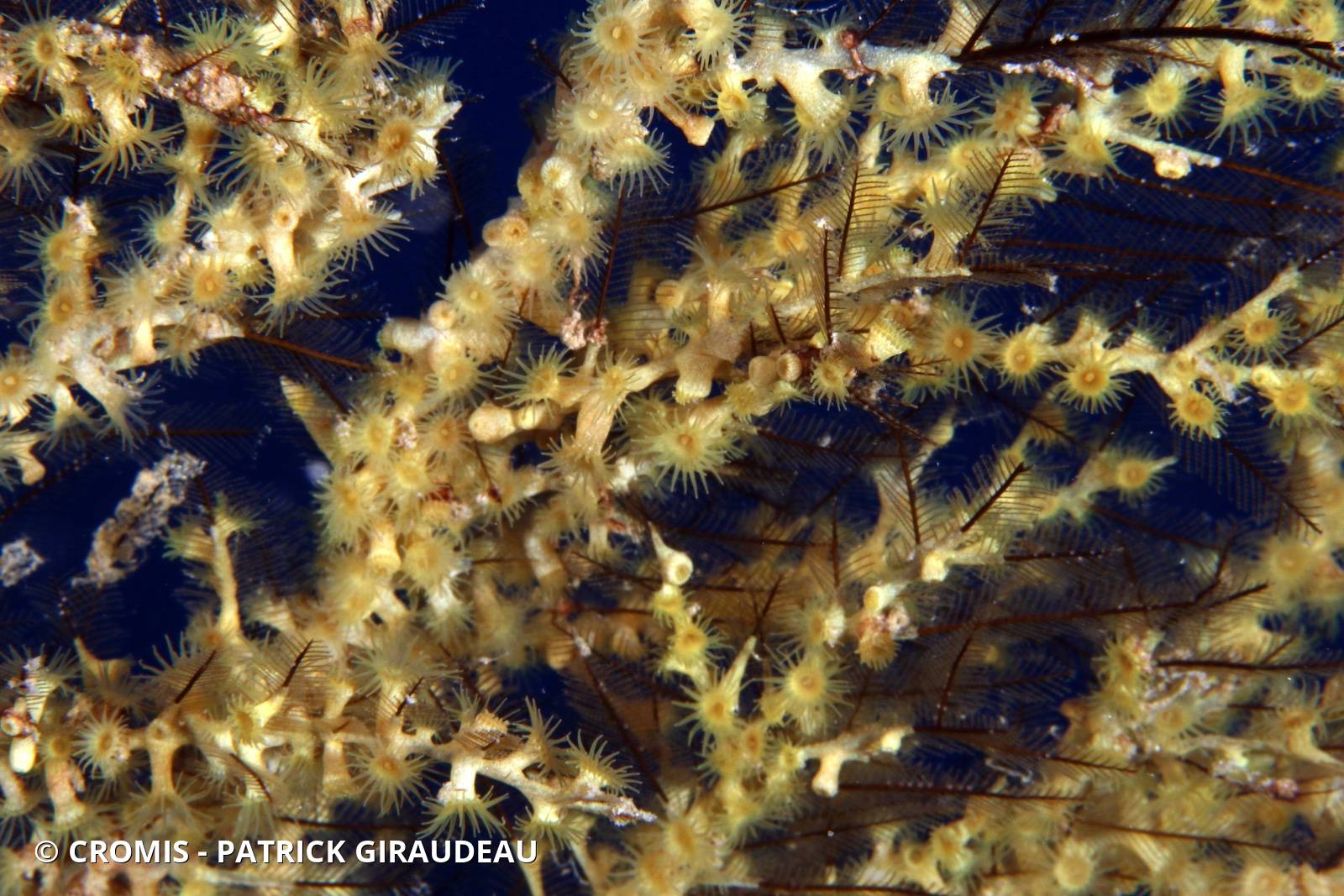 Zoanthaires des Hydraires
