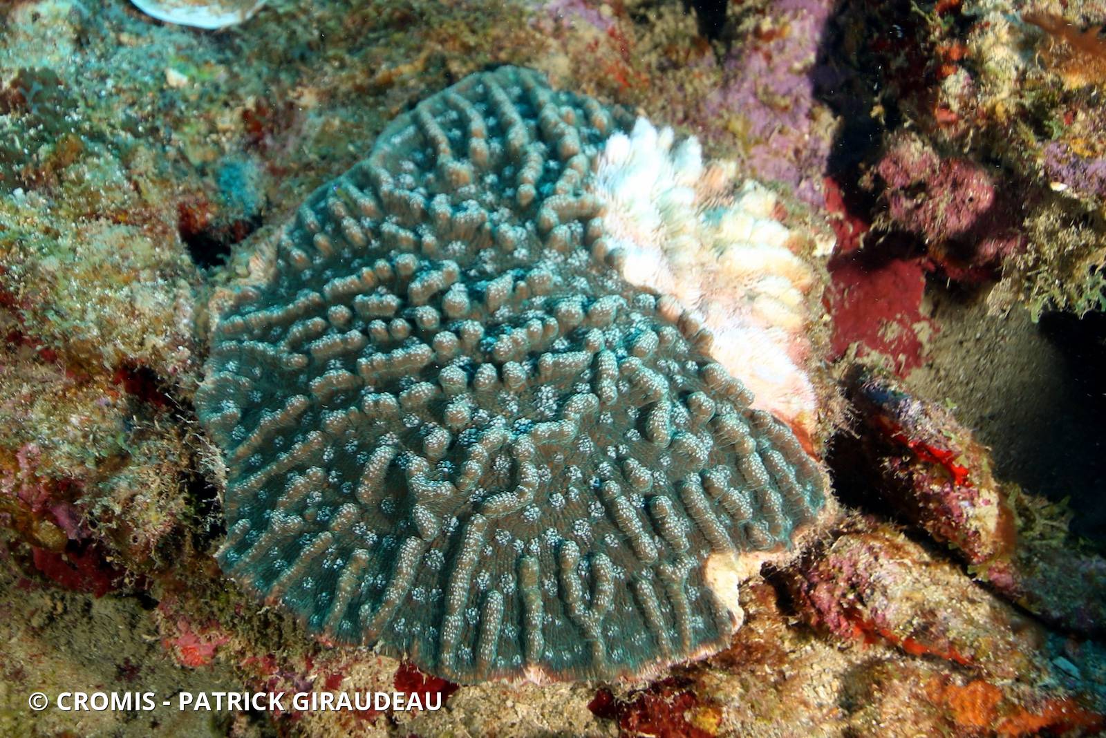 Corail cactus rugueux