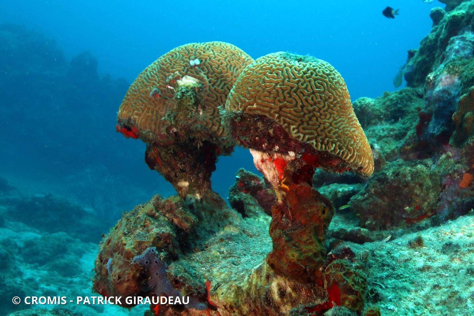 Corail cerveau bosselé