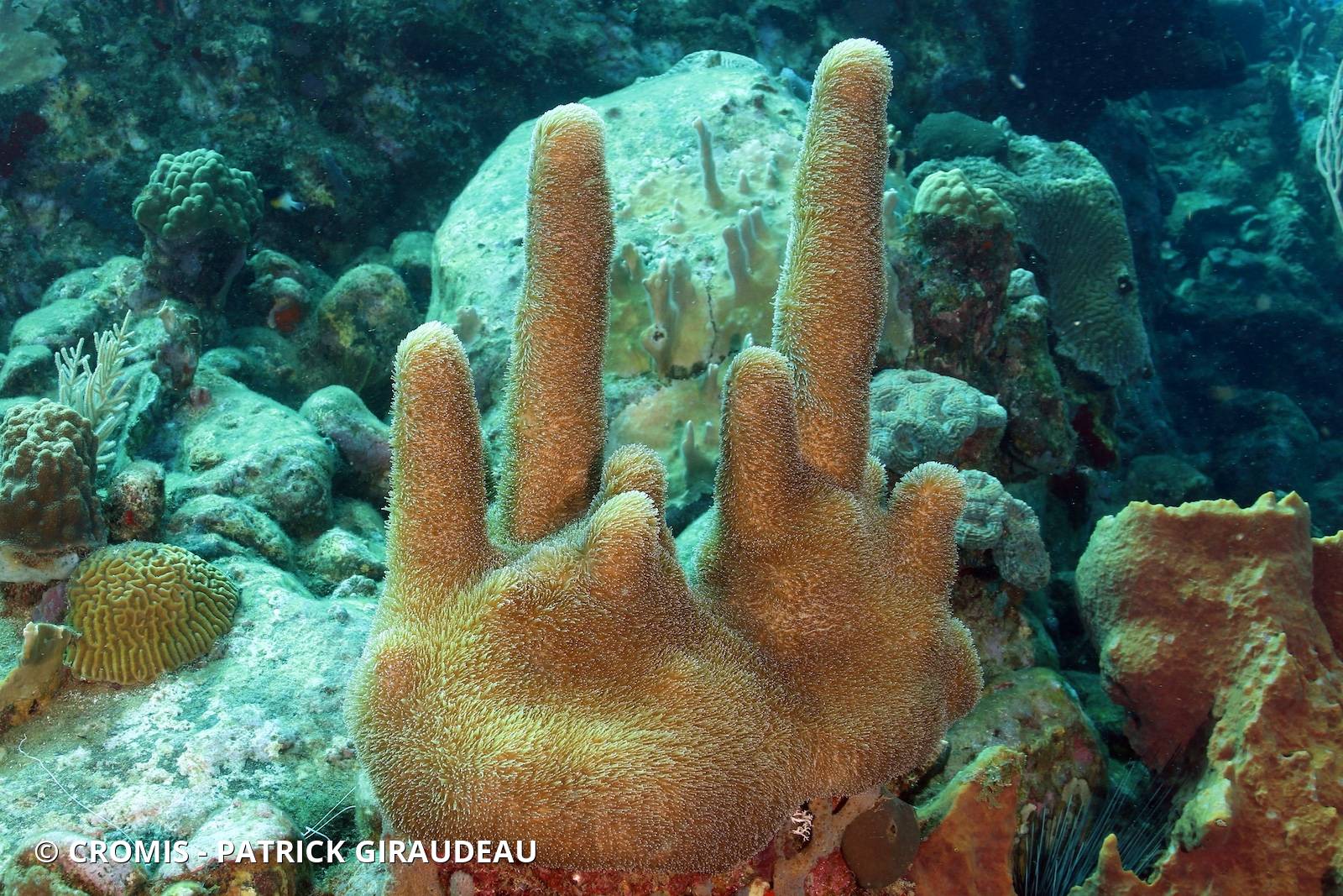 Corail cierge