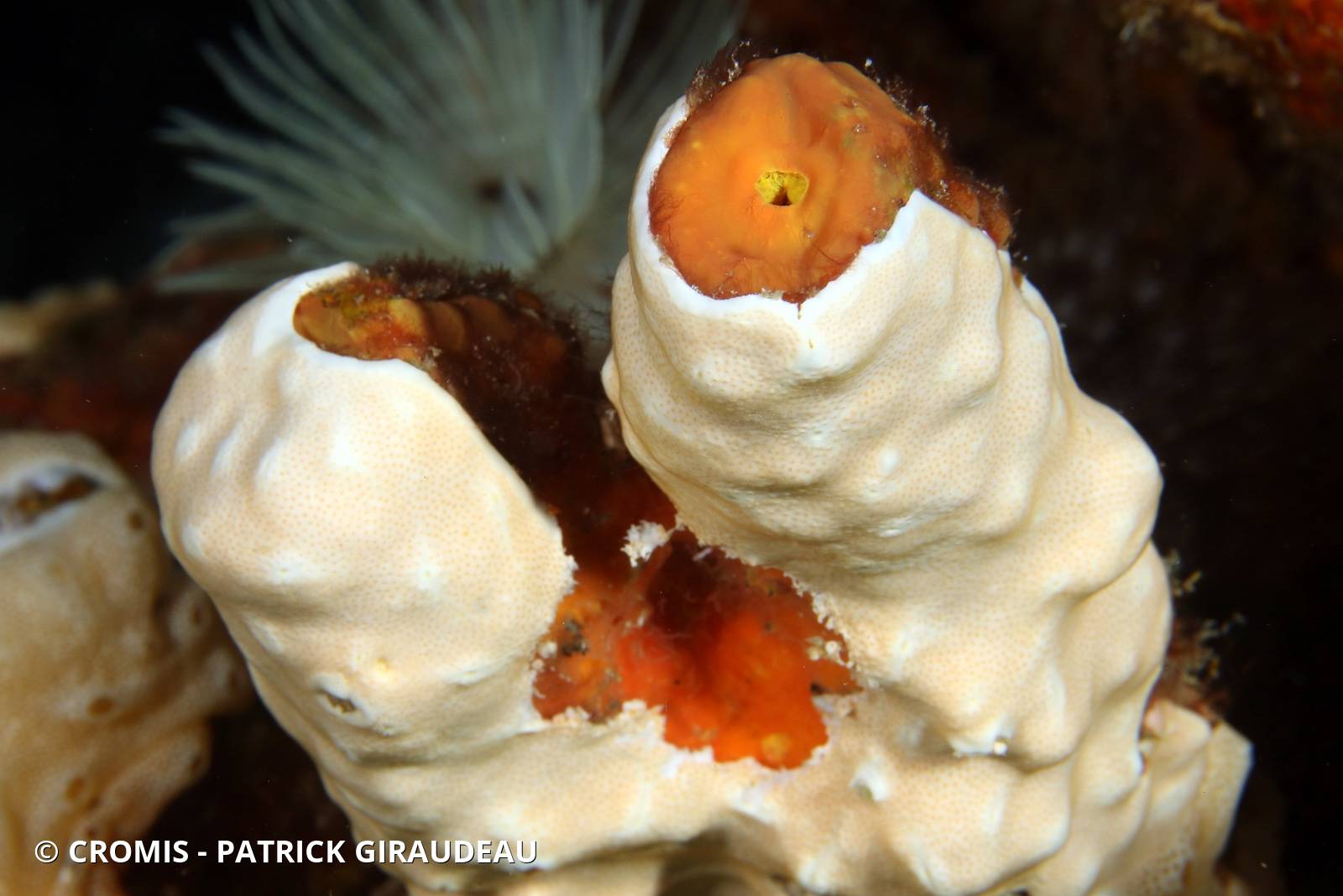 Didemnum conchyliatum