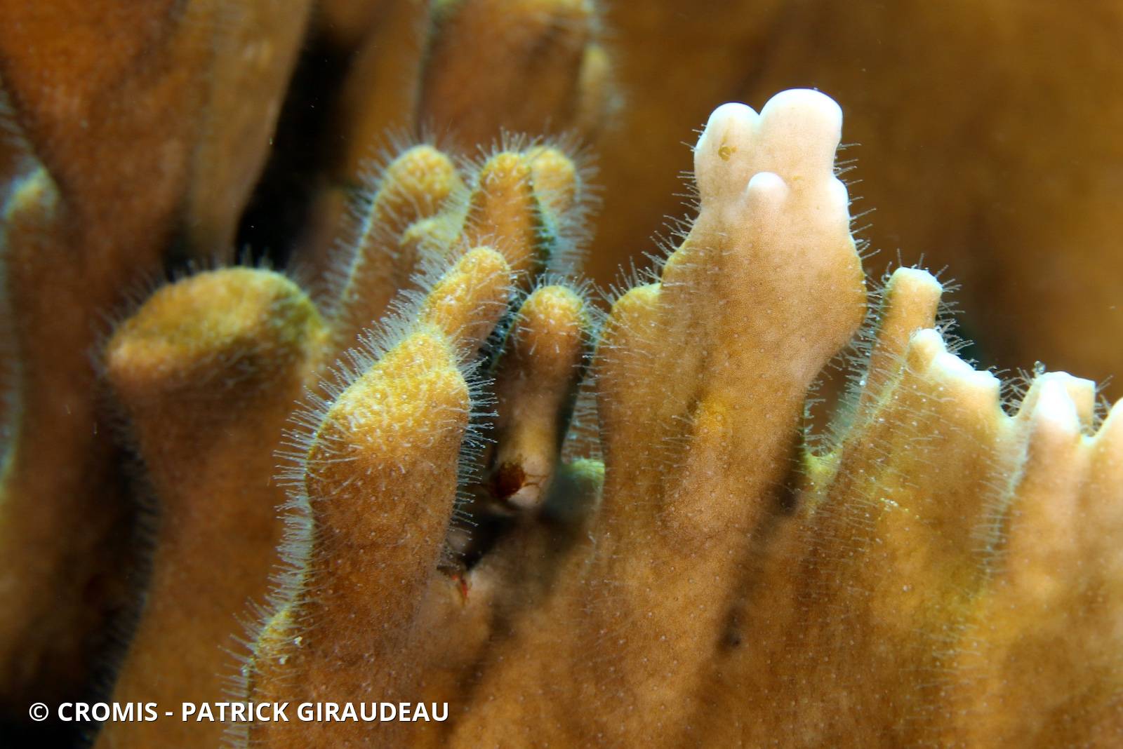 Corail de feu branchu