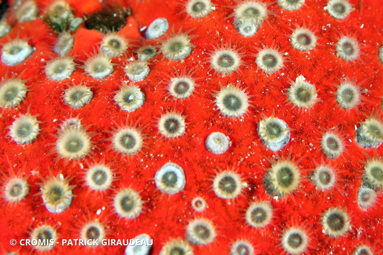 Zoanthaire éponge grisâtre