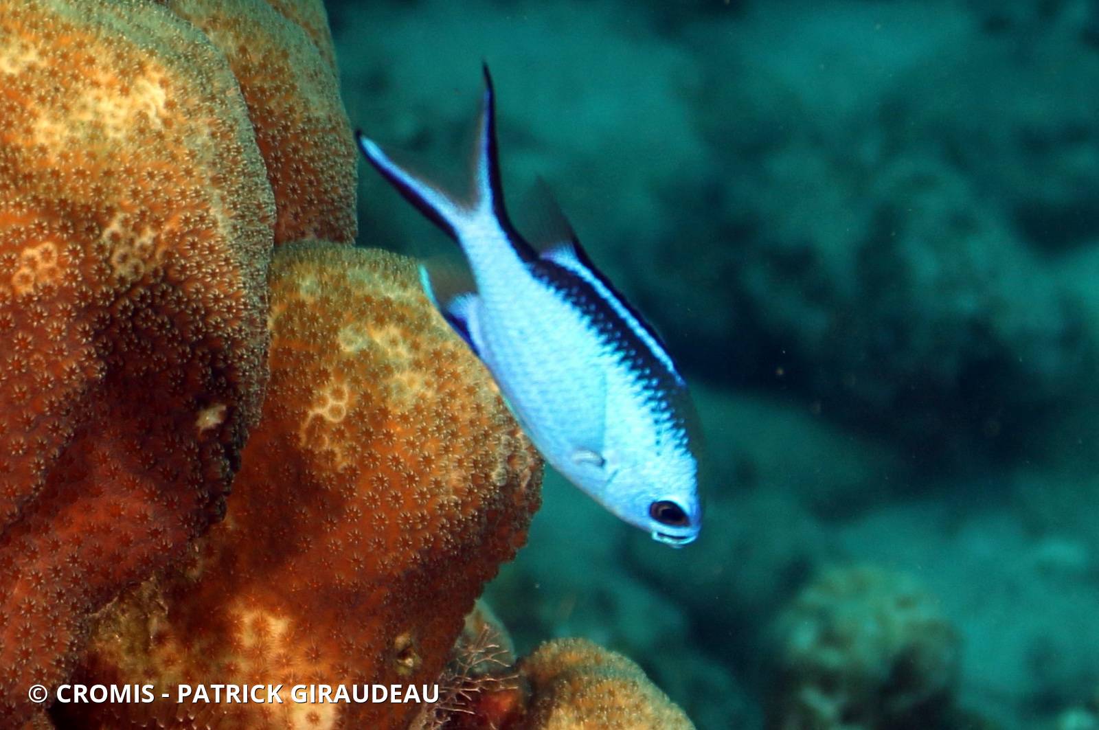 Castagnole bleue