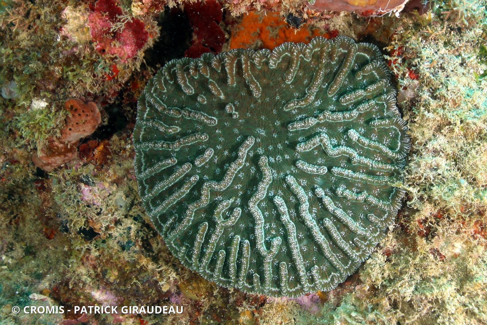Corail cactus rugueux