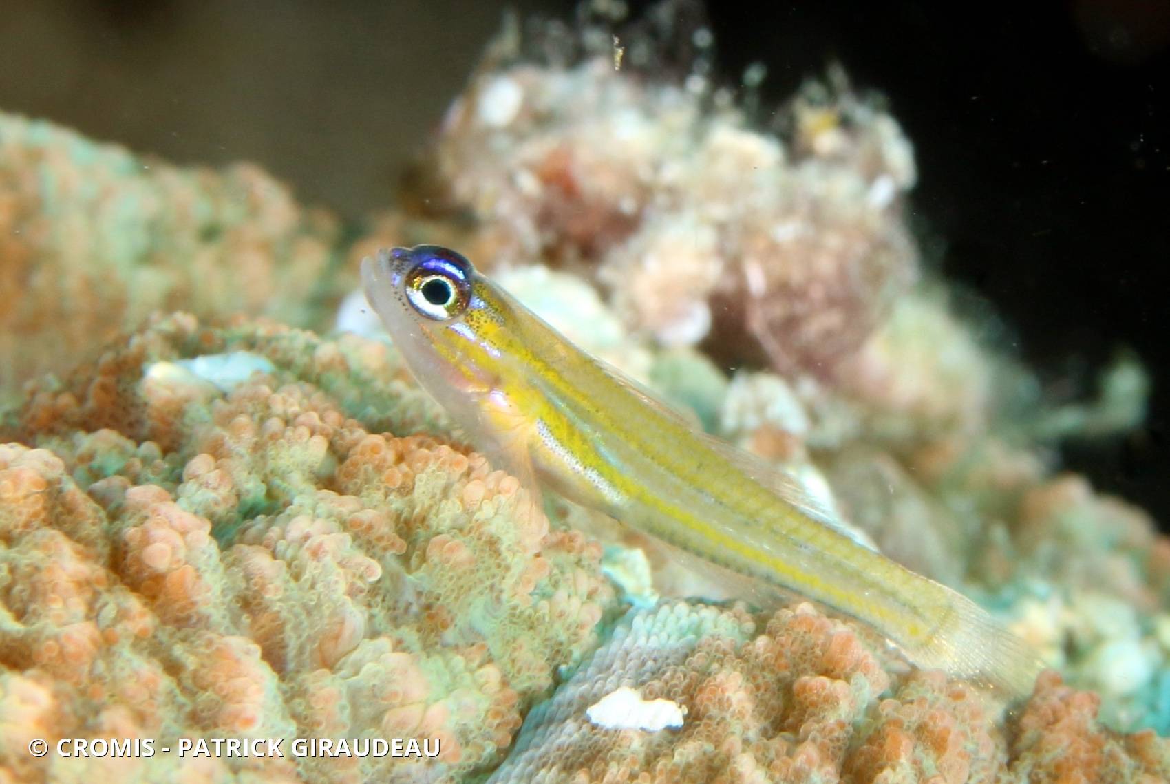 Gobie néon jaune à nez bleu