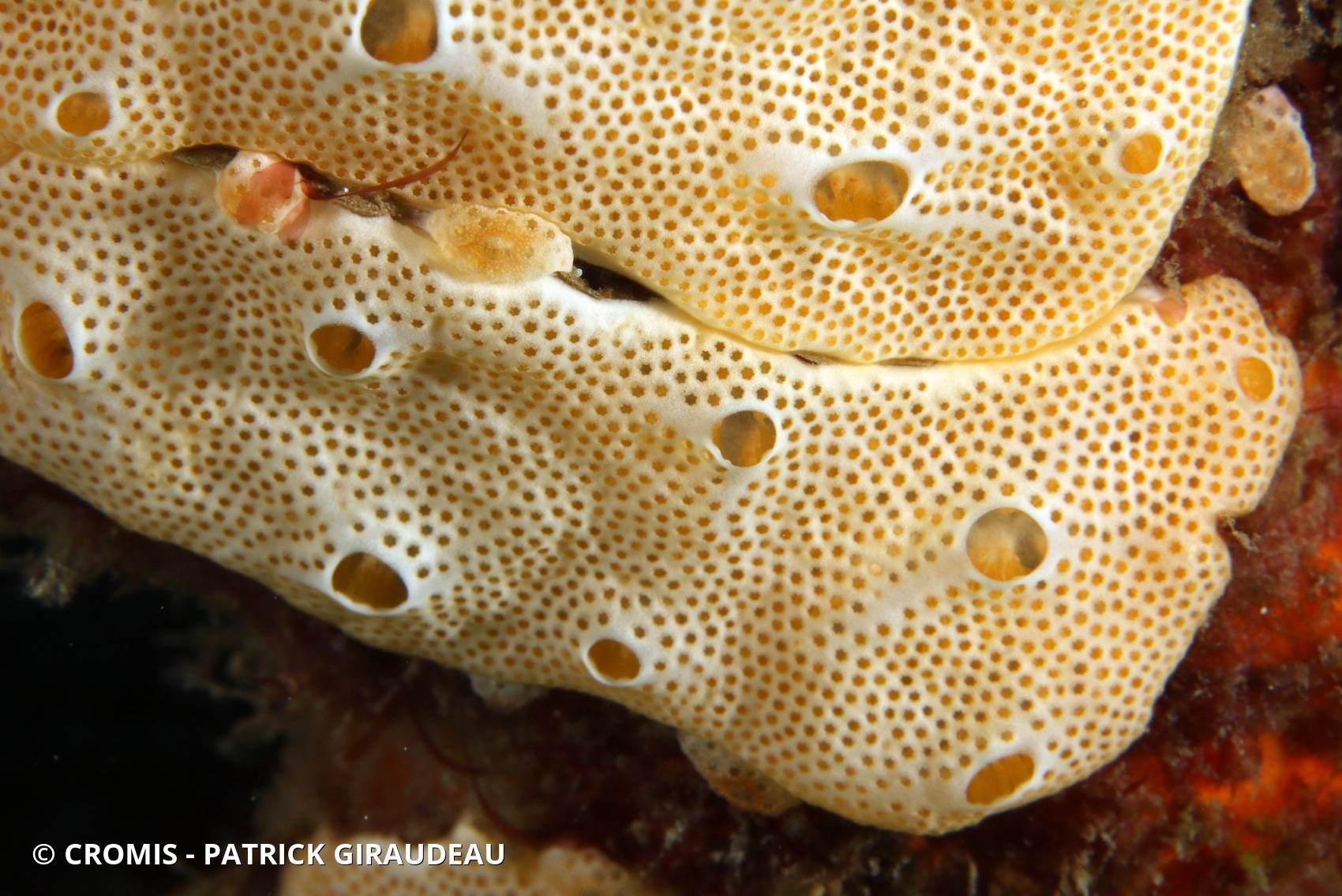 Didemnum conchyliatum