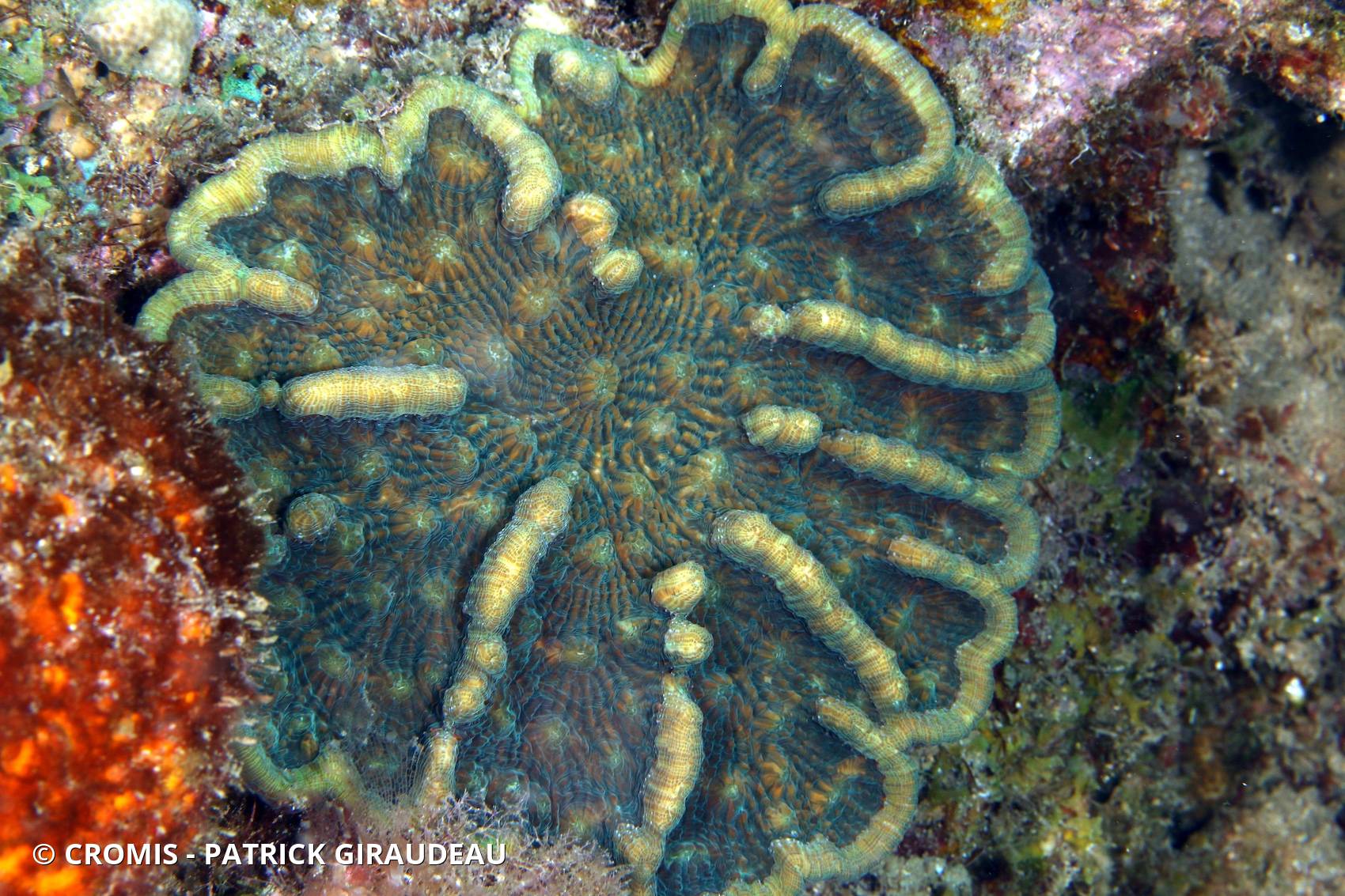 Corail cactus à bosses