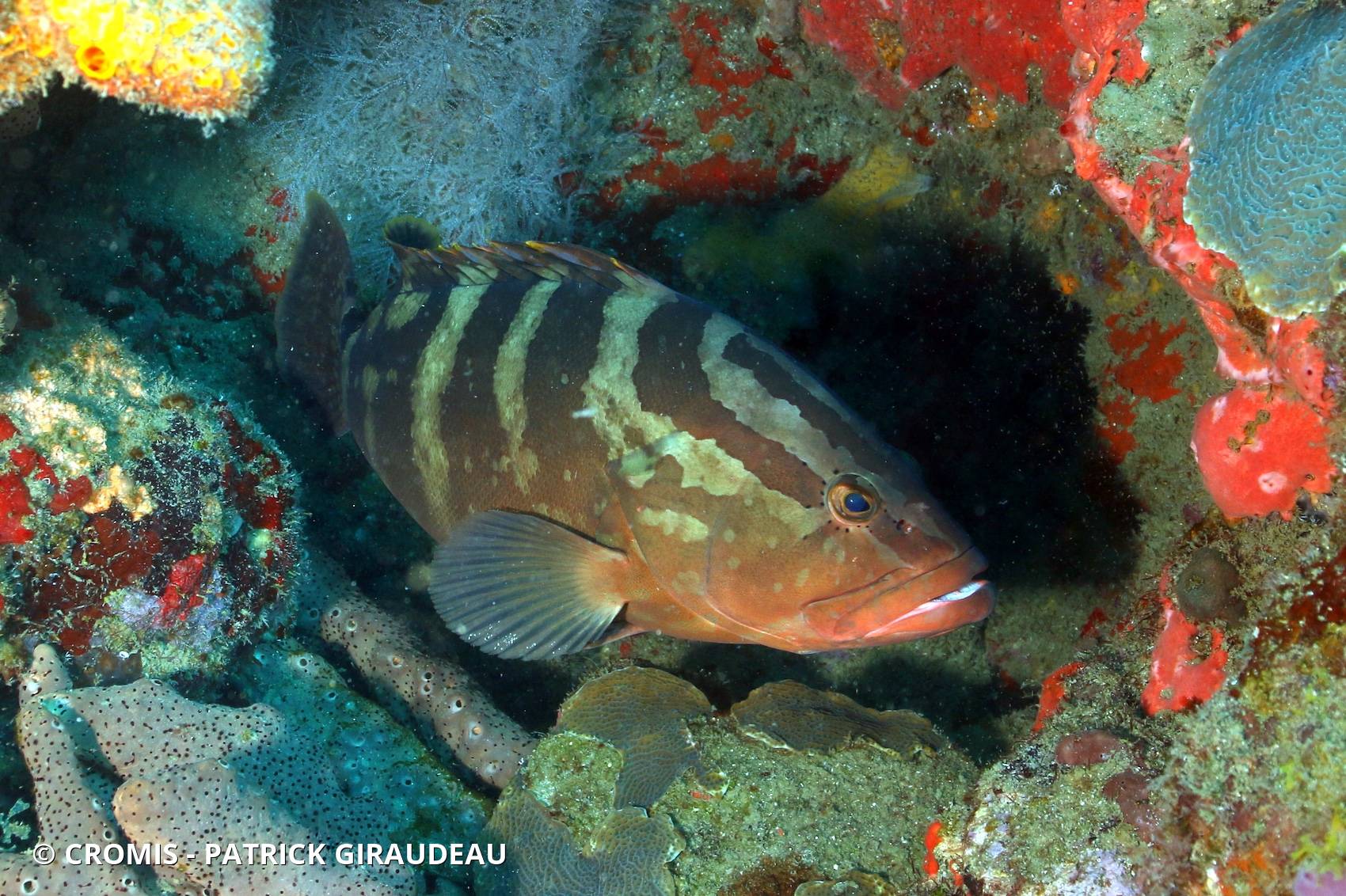 Mérou de Nassau