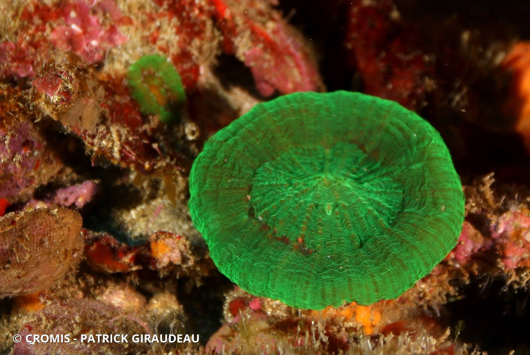 Corail coeur d'artichaut