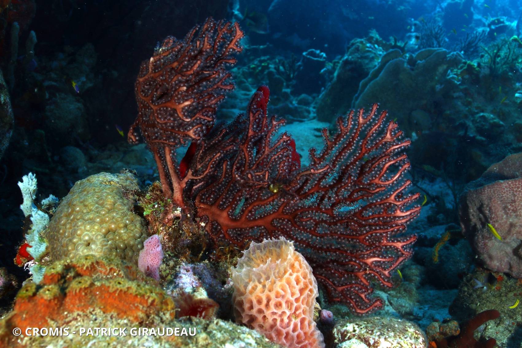 Gorgone rousse