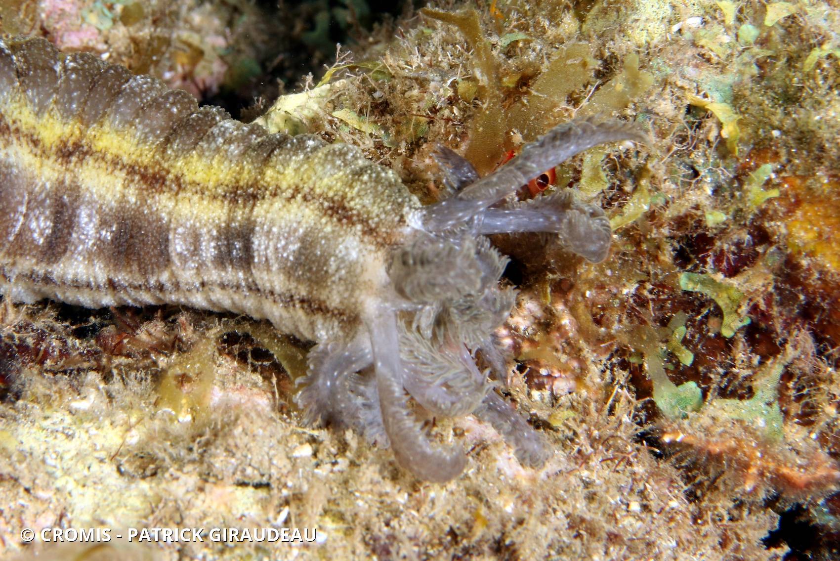 Holothurie serpent collante antillaise