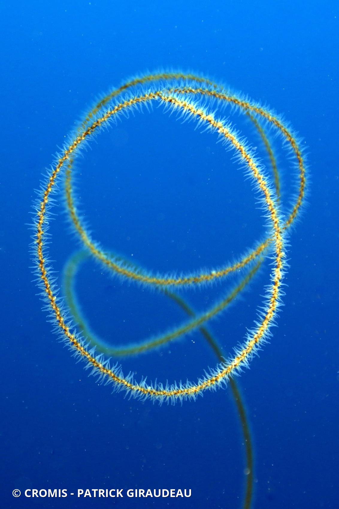 Corail fil de fer