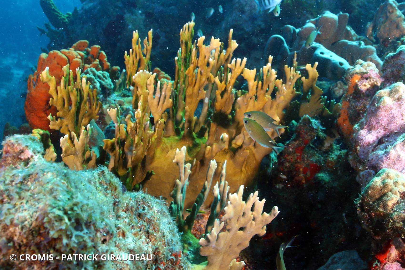 Corail de feu branchu