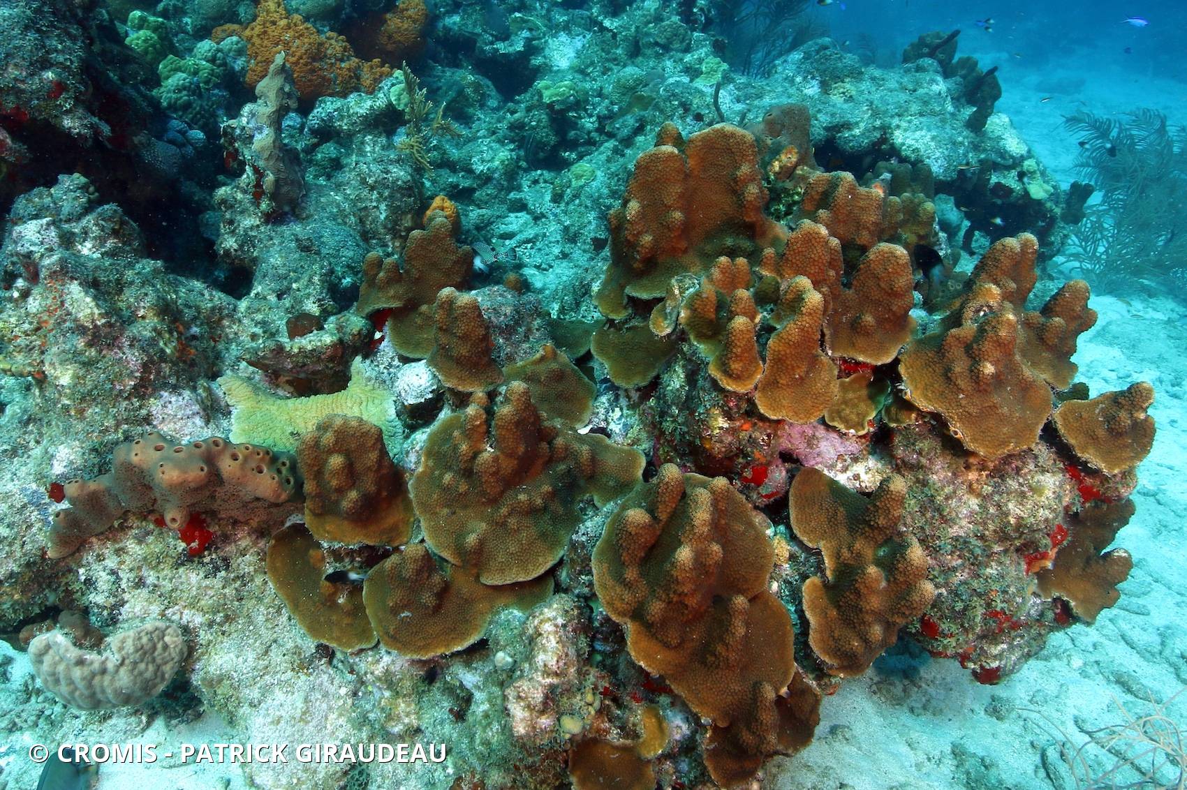 Corail étoilé à bosses