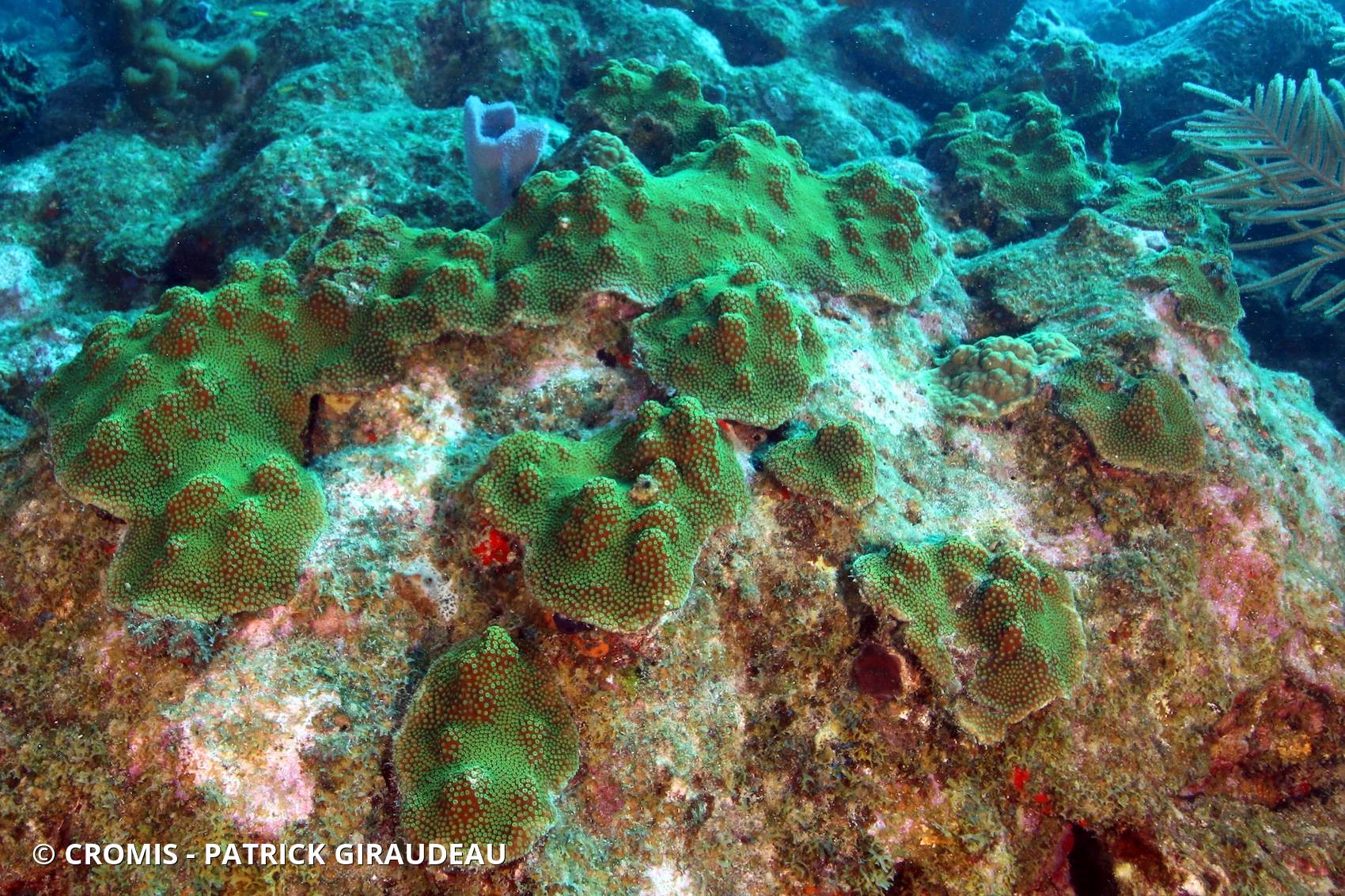 Corail étoilé à bosses