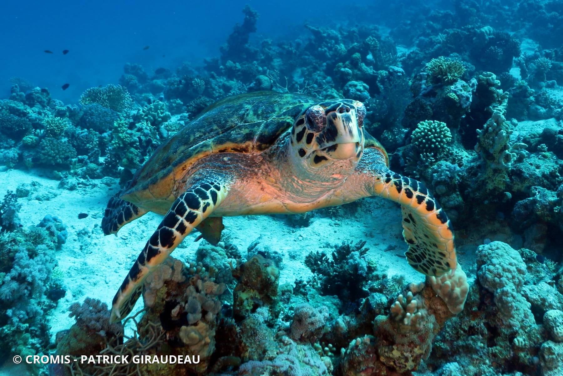 Tortue imbriquée
