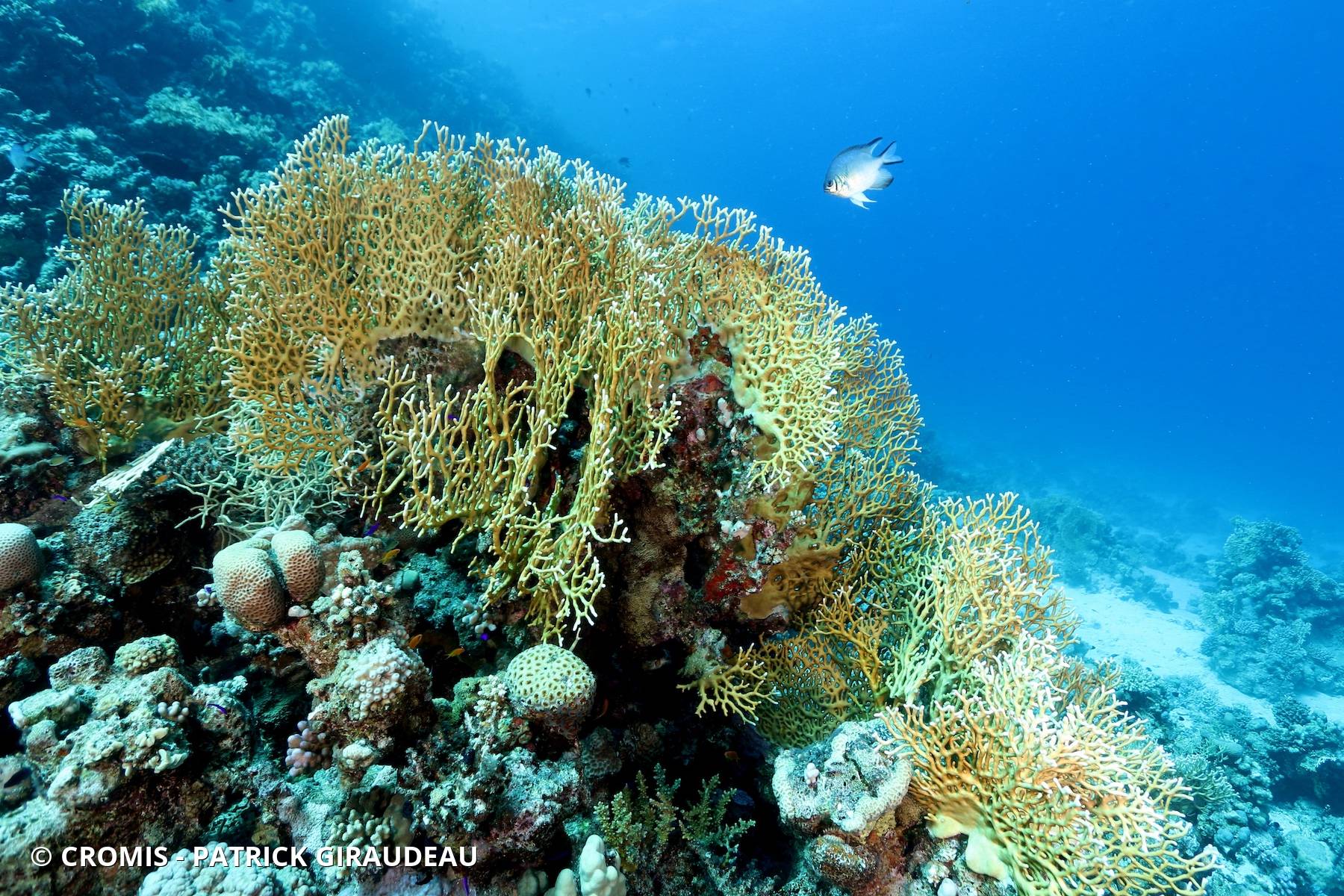 Corail de feu ramifié