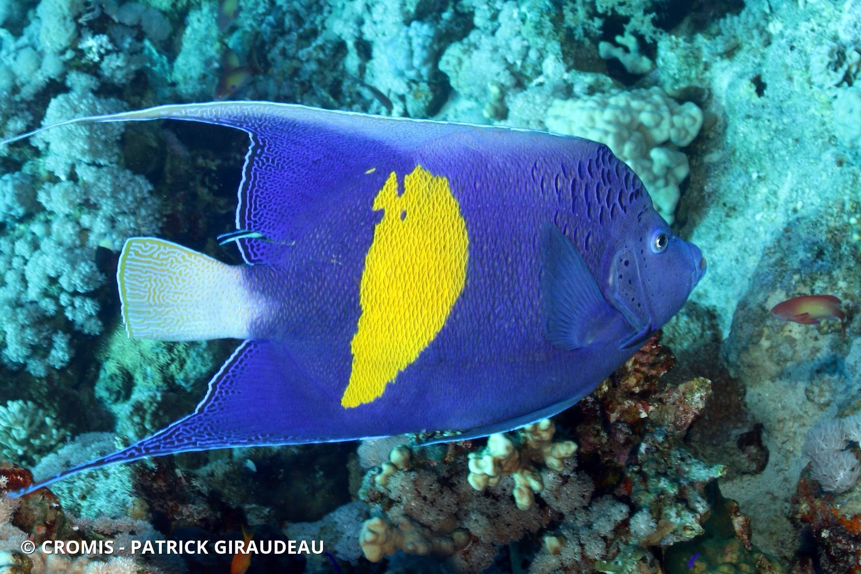 Poisson-ange géographe