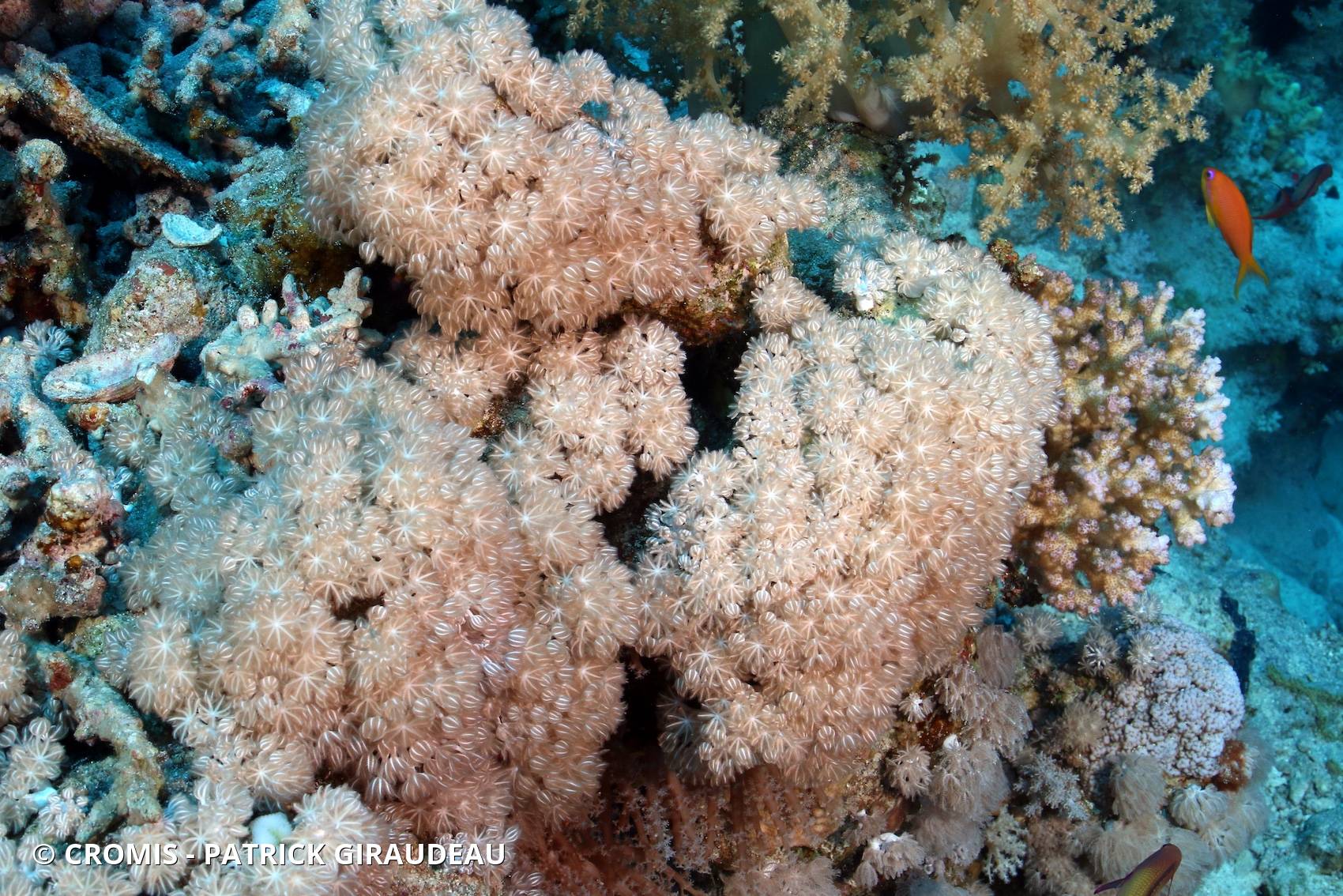 Corail plume d'autruche