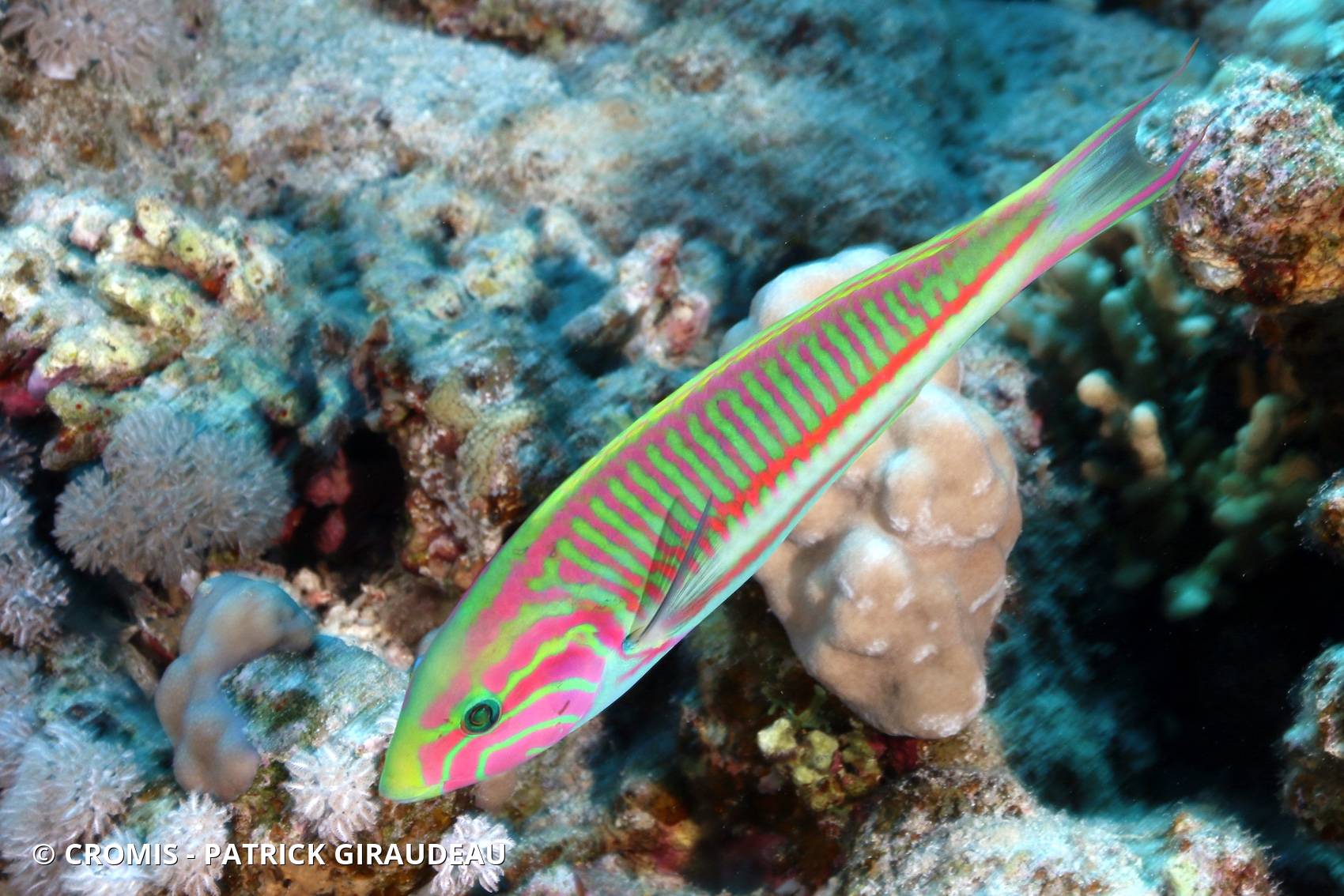 Girelle paon de Mer Rouge