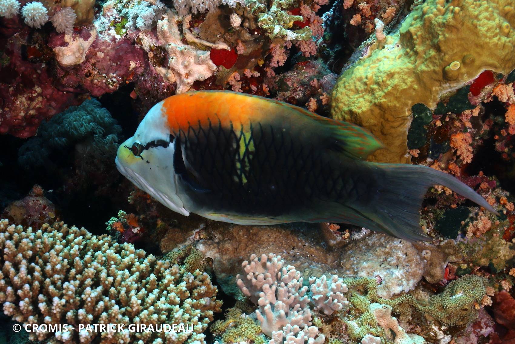Epibule gourami