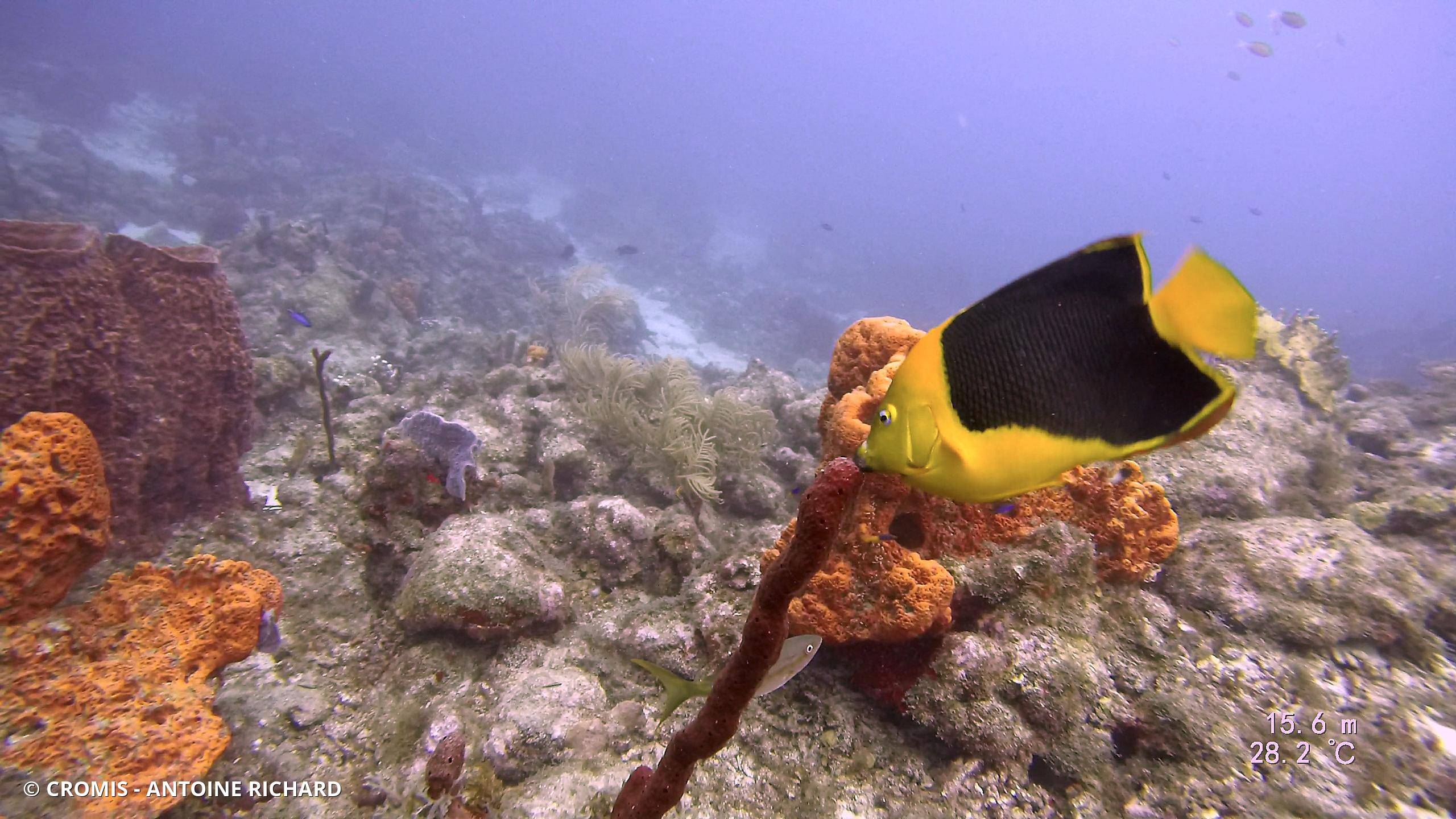 Ange des Caraïbes