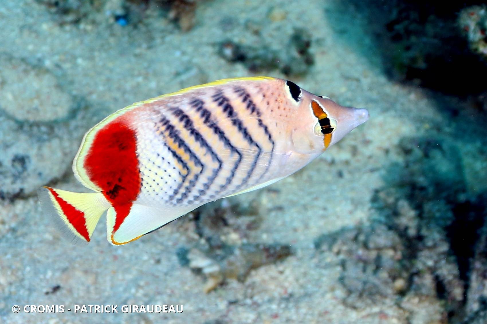 Poisson-papillon orange