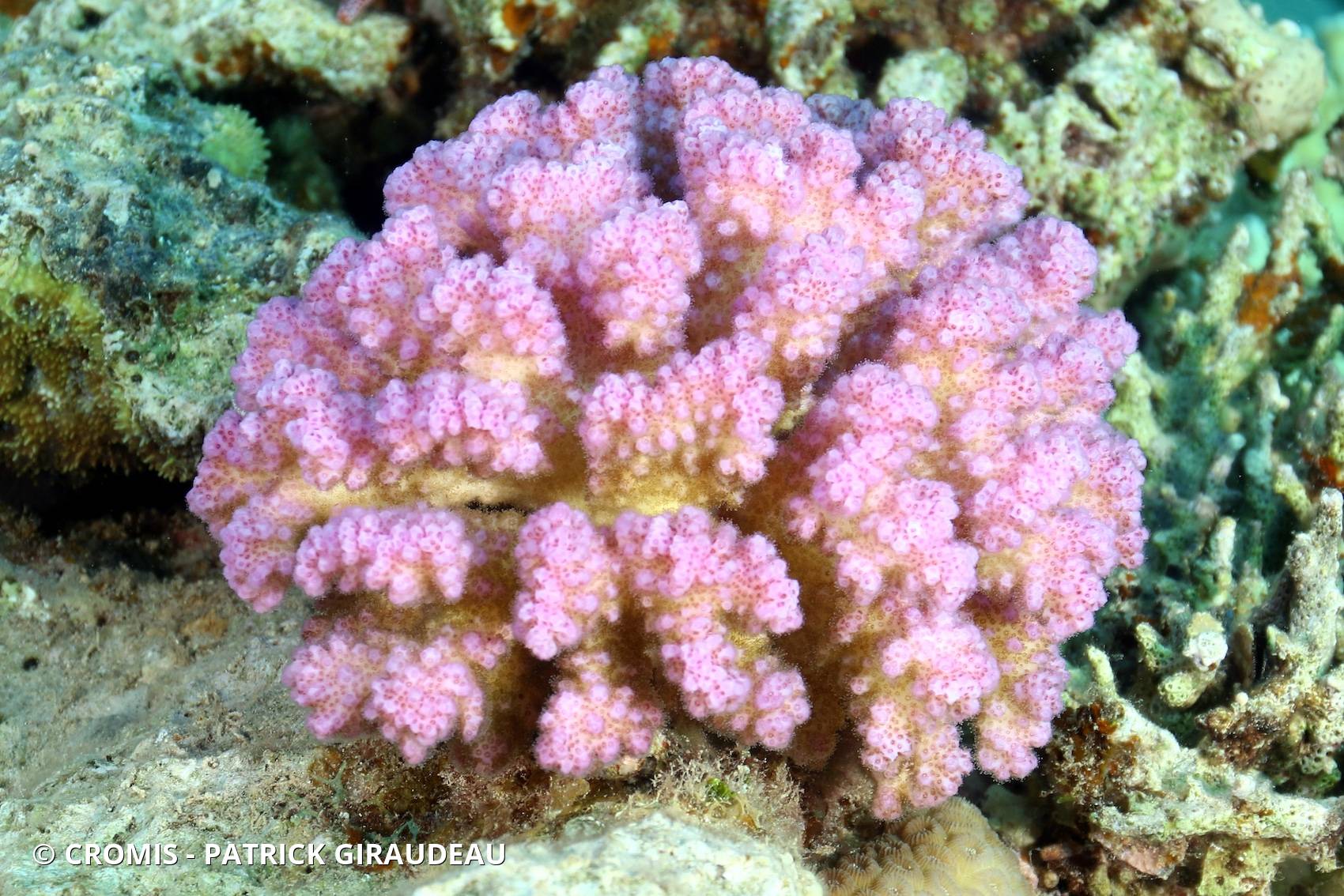 Corail chou-fleur