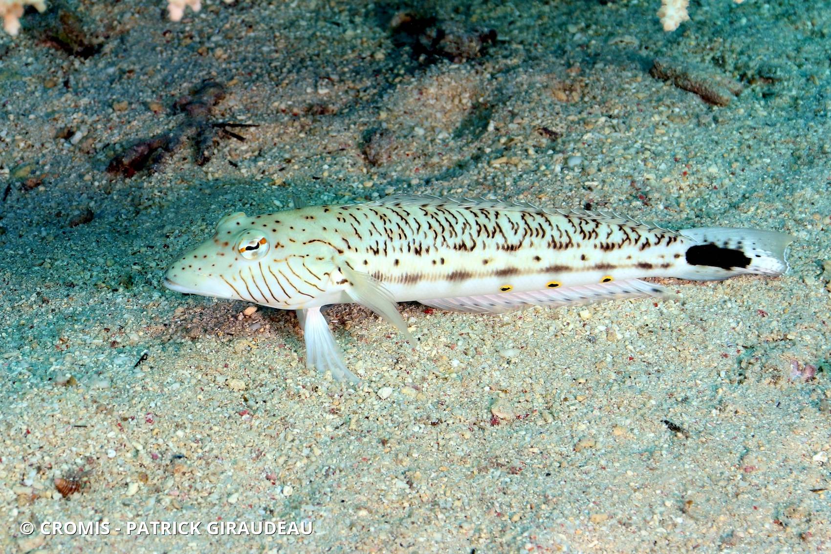 Pintade de mer