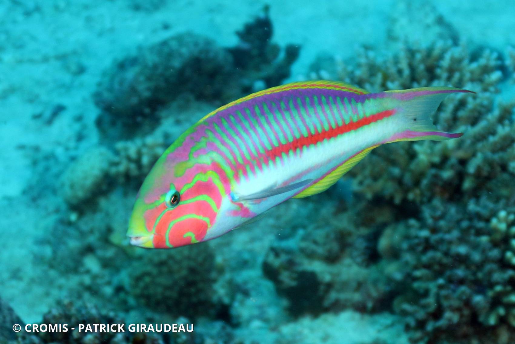 Girelle paon de Mer Rouge