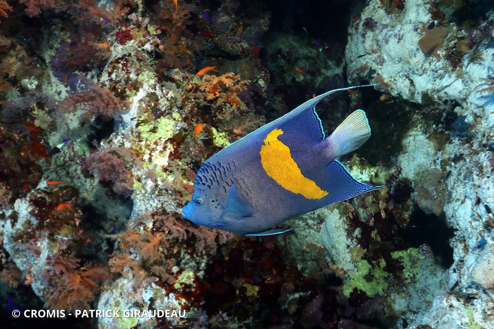 Poisson-ange géographe