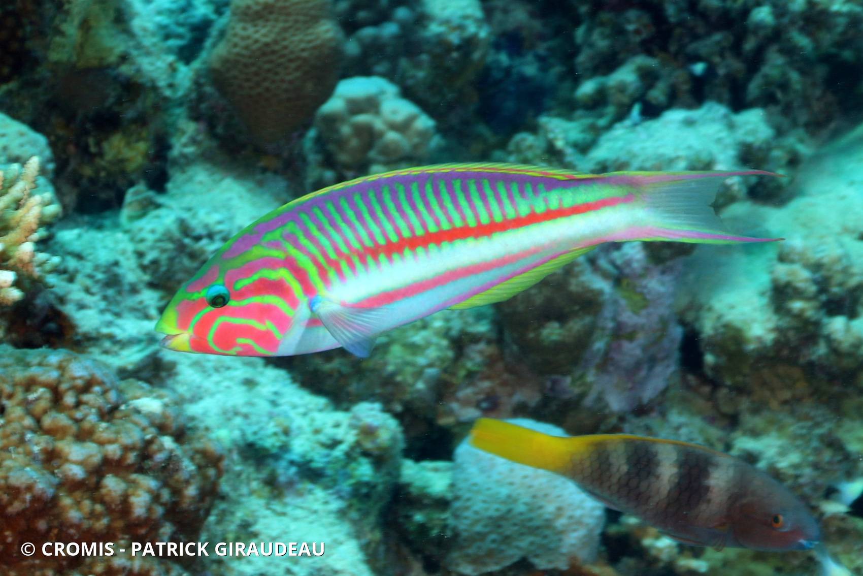 Girelle paon de Mer Rouge