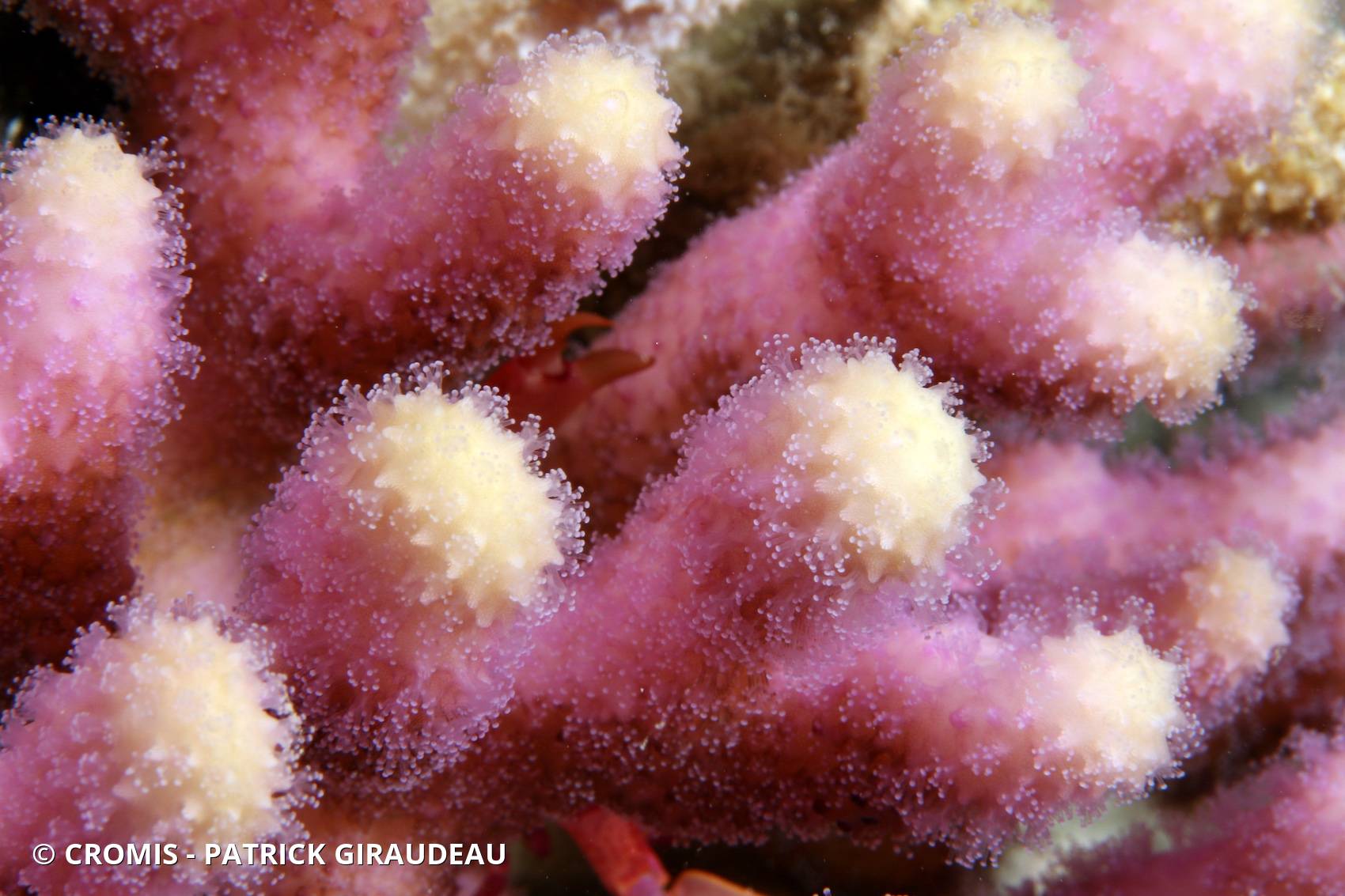 Corail chou-fleur