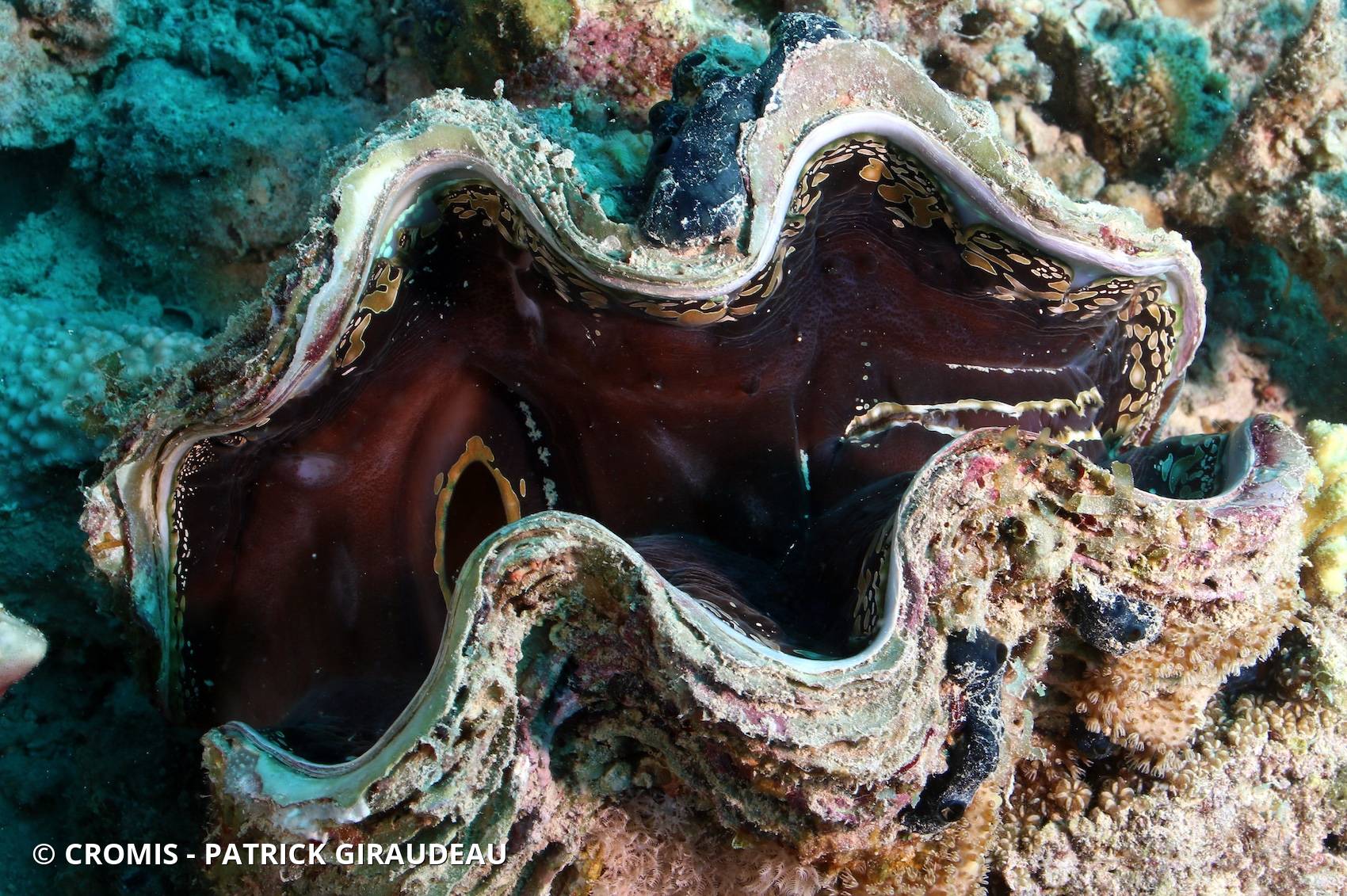Grande tridacne gaufrée