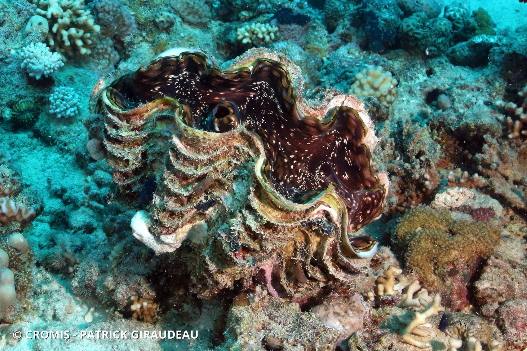 Grande tridacne gaufrée