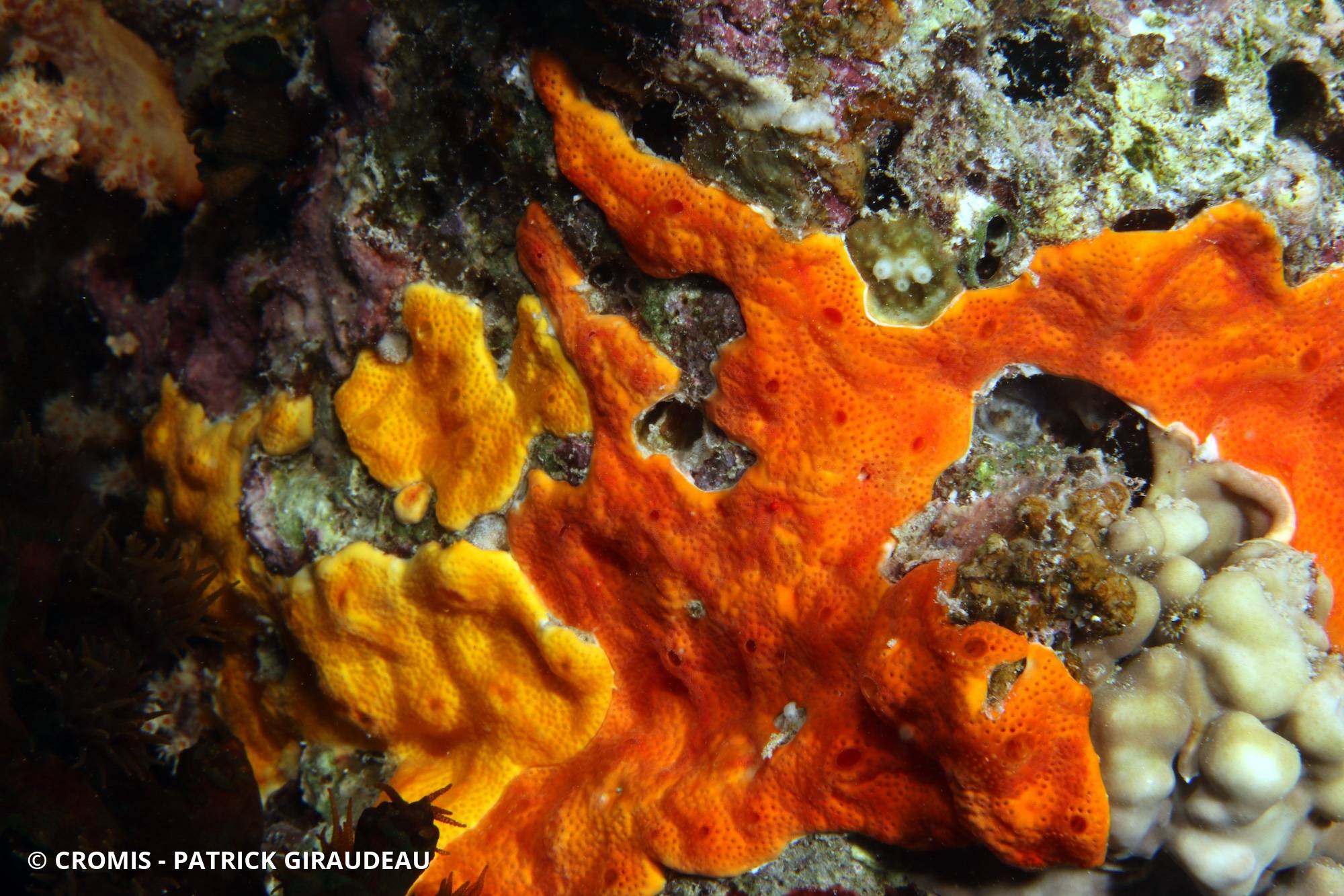 Didemnidés rouge lumineux