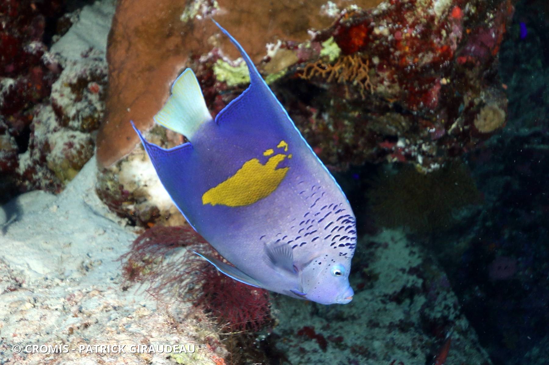 Poisson-ange géographe