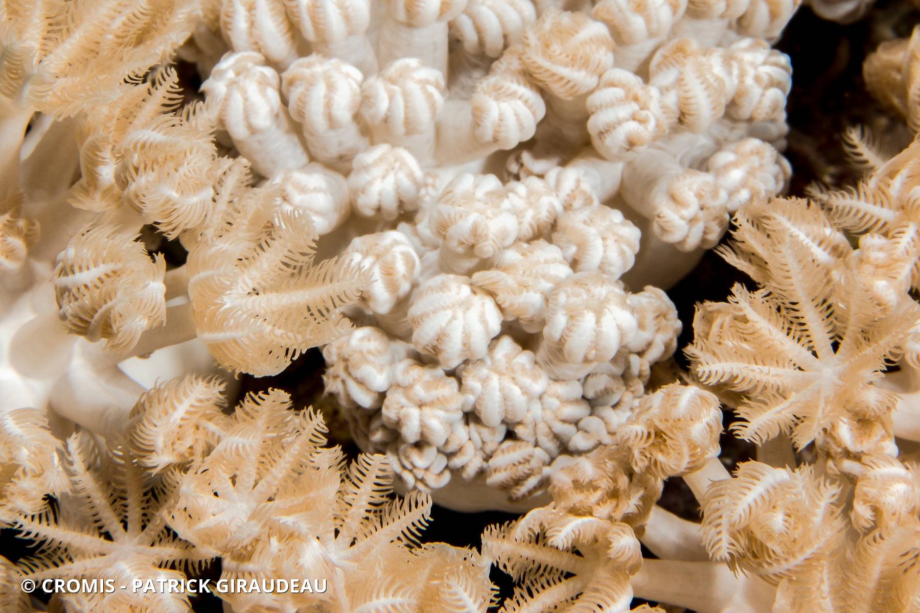 Corail plume d'autruche