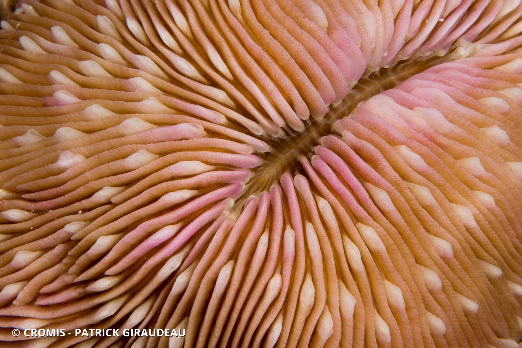 Corail champignon à rayons