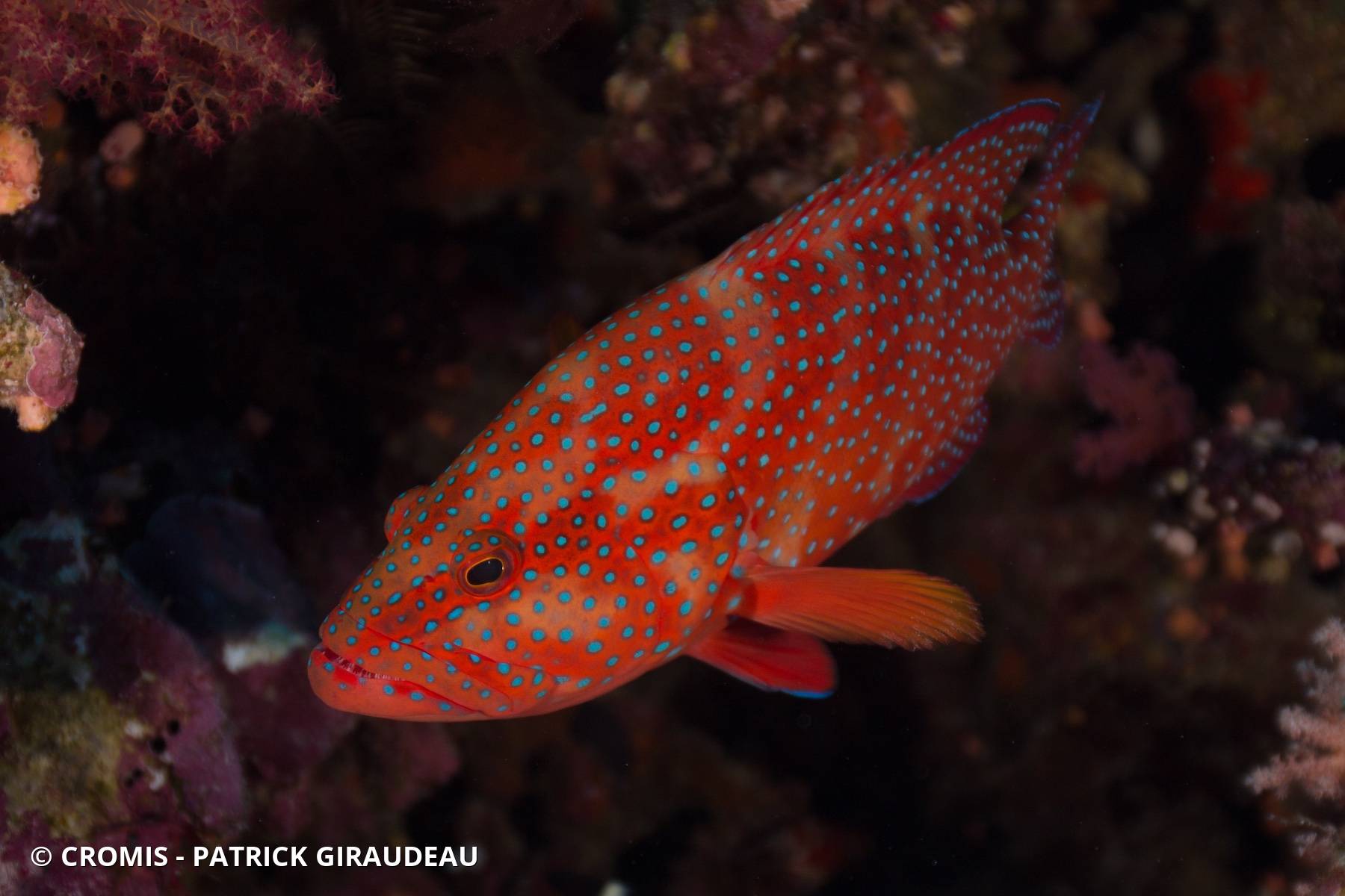 Mérou rouge