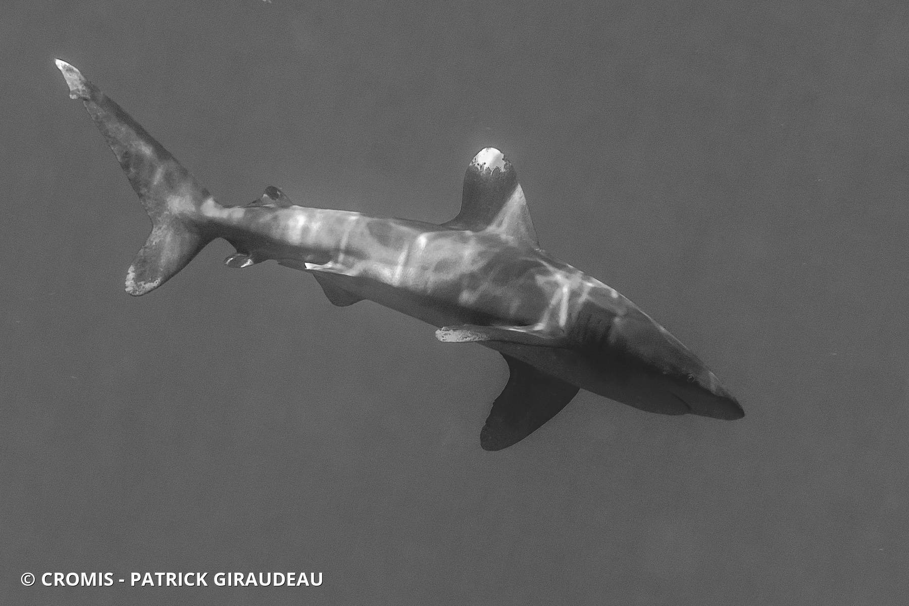 Requin océanique